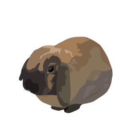 Timothy the rabbit